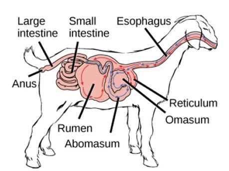 14+ Ruminant Digestive System Diagram - ShahenshaYoana