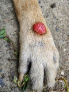 How Dangerous are Histiocytoma Dog Tumors?