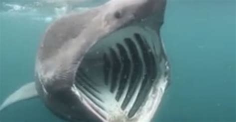 This Shark With A Big Mouth Will Creep You Out | HuffPost