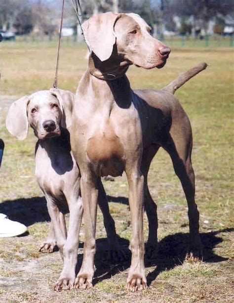 Training Weimaraner Puppies | GSA