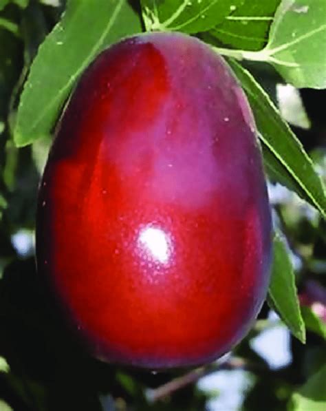 Jujube fruit (Ziziphus jujuba). | Download Scientific Diagram