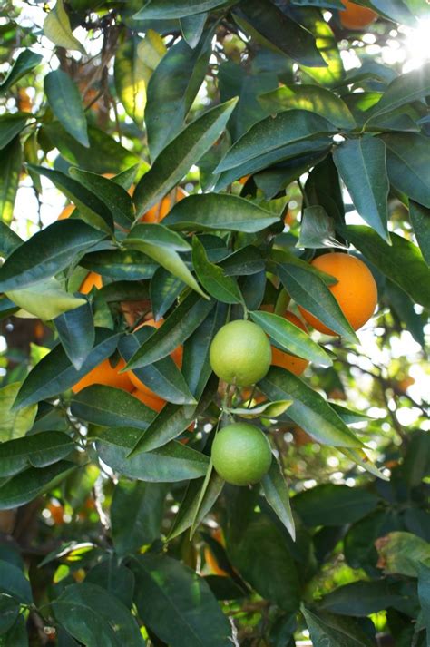 Blood Orange Tree - Fruit and Blossoms