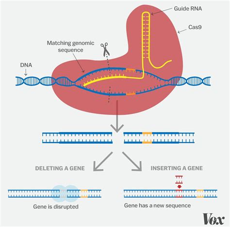 A simple guide to CRISPR, one of the biggest science stories of the ...