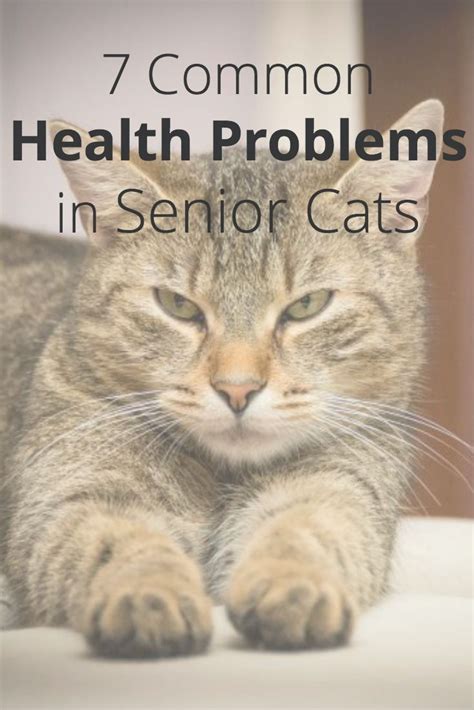 7 Common Health Problems in Senior Cats | Canna-Pet | Cats, Raising ...