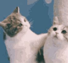 Cat Kiss GIFs | Tenor