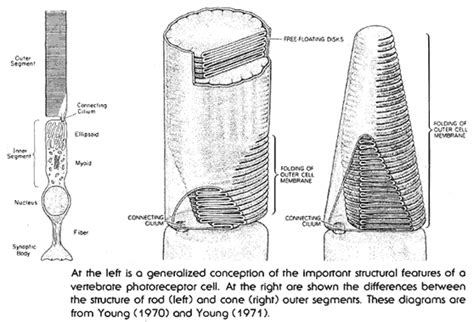 Human Eye Diagram With Rods And Cones