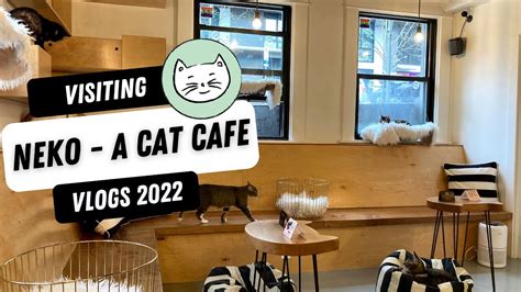 Visiting Neko - The Cat Cafe in Seattle Washington - YouTube