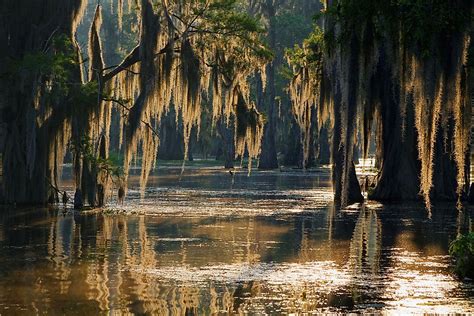 What Is A Bayou? - WorldAtlas