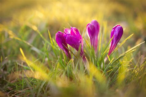 Purple crocus flowers, plants, flowers, crocus, nature HD wallpaper ...