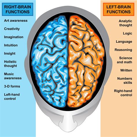 Lateralization of Brain Function & Hemispheric Specialization