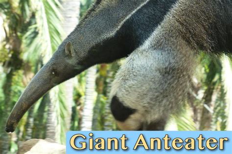 Giant Anteater Facts, Pictures & In-Depth Information For Kids & Adults