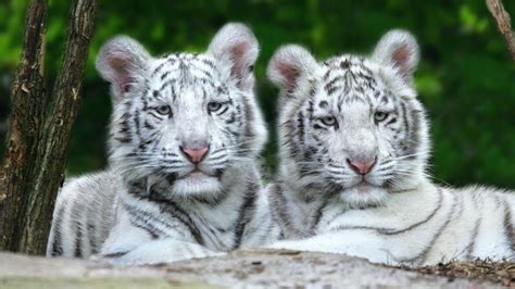 White Tiger Cubs Wallpapers - Wallpaper Cave