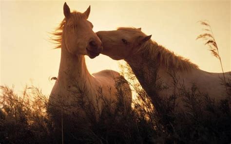 Horse Pictures Only - Bing Images | Horse wallpaper, Horses, Beautiful ...