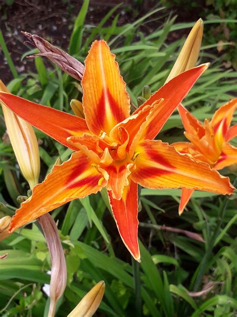 Hemerocallis fulva var. fulva | Plants of the World Online | Kew Science