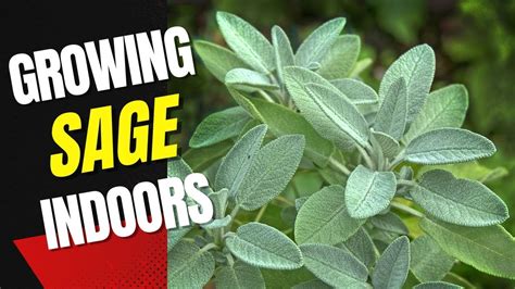 Growing Sage Indoors: A Beginner's Guide to Growing Sage Indoors - YouTube