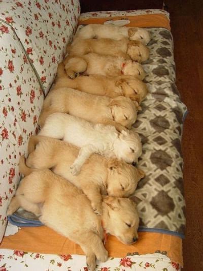 Sleeping Puppies Pictures, Photos, and Images for Facebook, Tumblr ...