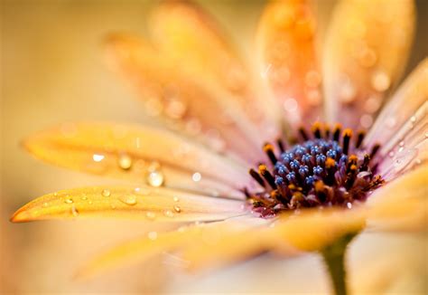 8 Macro Flower Photos to Inspire you – Mostly Lisa | Photography tips ...