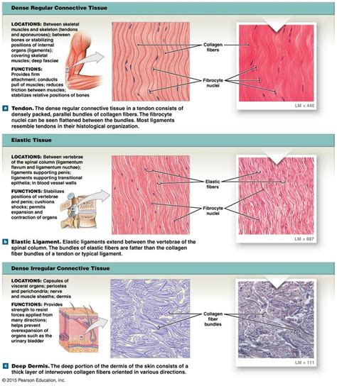 Figure showing the types of dense connective tissue | Human anatomy and ...