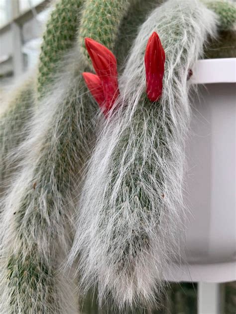 Monkey's tail cactus - 10 seeds – Rare Plant World