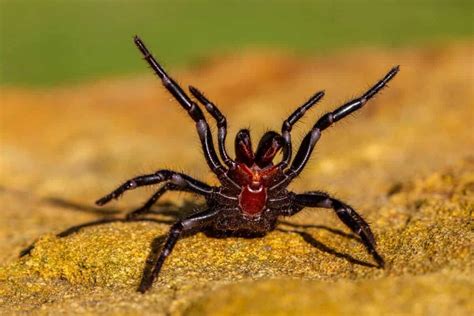 Sydney Funnel-Web Spider Bite - Animals Around The Globe