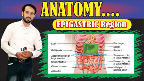 Regions Of Abdomen Organs In Epigastric Region Made Very, 49% OFF