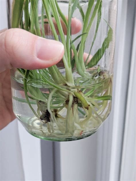 How to propagate spider plants easily in water, including babies ...