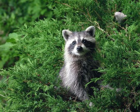 Homeschoolers: Mammal Mania, Blacklick Woods Nature Center, Whitehall ...