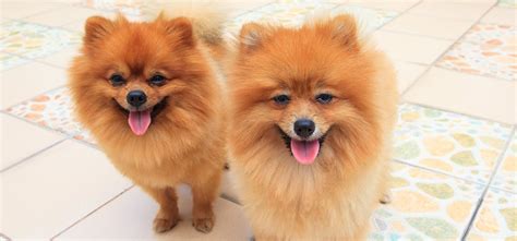 Can Dogs Be Twins? - Wag!