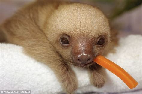 Baby sloth loves eating : r/aww