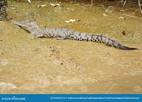 Saltwater Crocodile (Crocodylus Porosus) in Natural Habitat Borneo ...