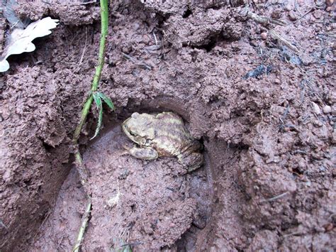 Toad in a hole | Robert Matera-Byford | Flickr