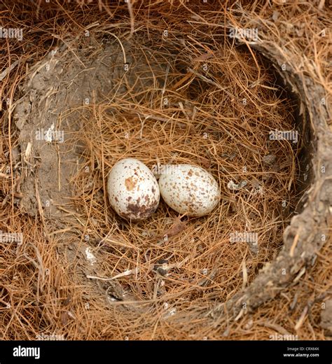 Cardinal Bird Eggs In The Nest Stock Photo - Alamy