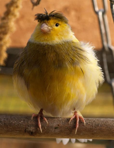 121 best images about canaries on Pinterest | The canaries, Martha ...