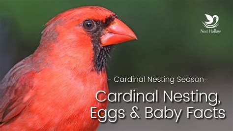 Cardinal Nesting, Breeding and Baby Facts (Northern Cardinal Nesting ...