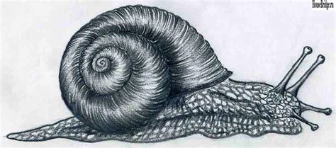 Realistic Snail Drawing at PaintingValley.com | Explore collection of ...