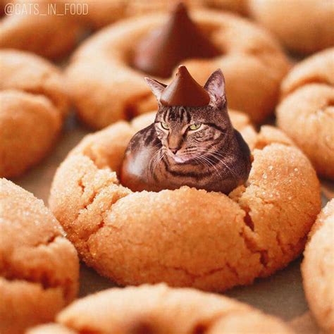 These Funny Cat Photos Are So Cute You Could Just Eat Them Up