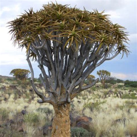 Flora and Fauna - The Kalahari Desert