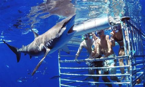 Hawaii Shark Encounters - From $109 - Haleiwa, HI | Groupon