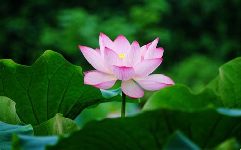 Lotus HD Wallpaper - WallpaperSafari