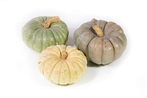 Cucurbita pepo MIX — Plant Wholesale FlorAccess