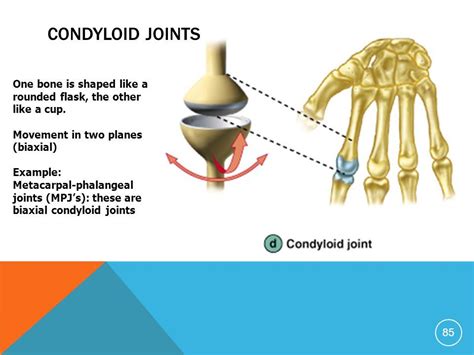 Synovial Plane Joint Examples - Plane Mania