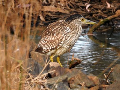 West Wyalong Wetlands: UPDATED 2021 All You Need to Know Before You Go ...