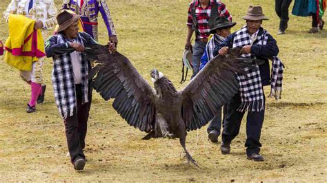 In Peru's Blood Festival, It's The Condor Versus The Bull : Parallels : NPR