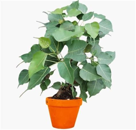 Buy Peepal Tree (Ficus Religiosa) in India from Econut Plants