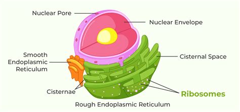 What are Ribosomes? Definition, Structure, Function & Disorders