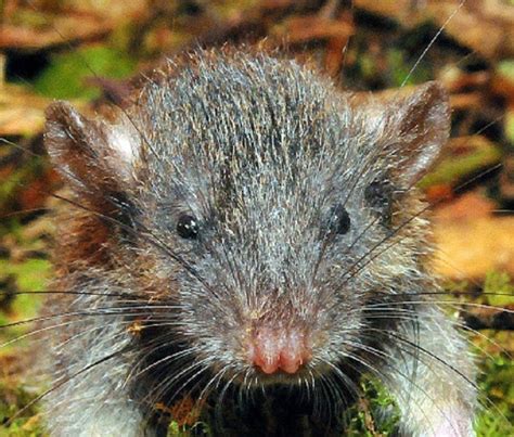 Museum Victoria scientists discover the slender rat in Indonesia’s ...