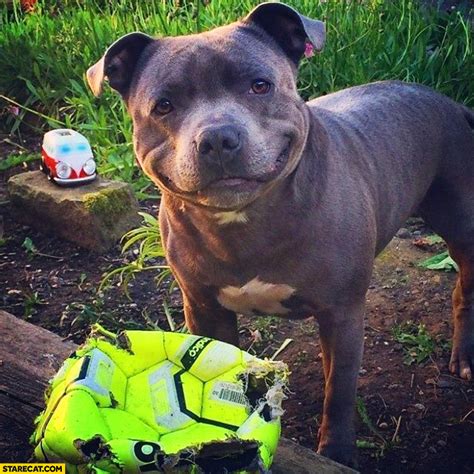 Funny happy cute pitbull with destroyed ball | StareCat.com