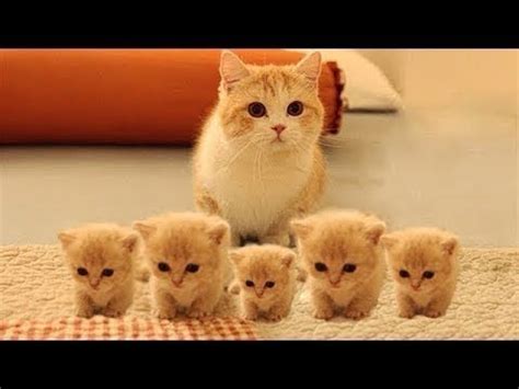 So many cute kittens videos compilation 2023 - YouTube