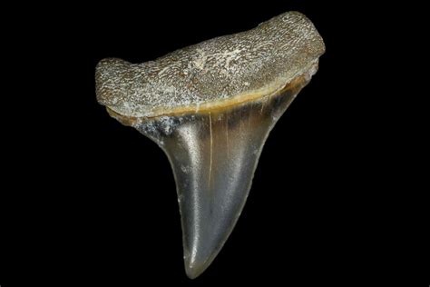 1.31" Fossil Mako (Isurus) Tooth - Bone Valley, Florida (#113859) For ...