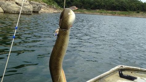 That's no snake: Record eel surprises Bull Shoals Lake anglers